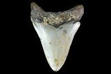 Bargain, Fossil Megalodon Tooth - North Carolina #129953-2